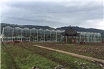 四川雅安雨城區農業局玻璃溫室-建川溫室案例